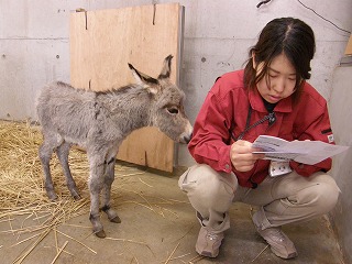 ロバ運動場デビュー⑦ 130407.jpg