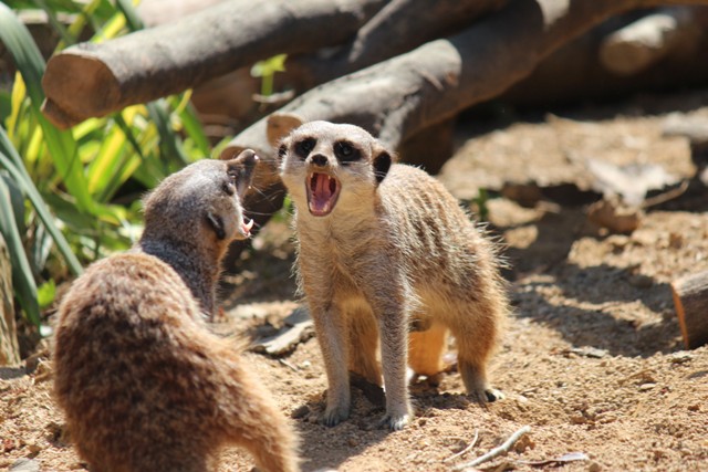 ミーアキャットの意外な素顔 動物たちのおはなし 公園だより 到津の森公園