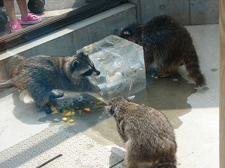 氷のプレゼント⑫ 120726.jpg