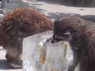 氷のプレゼント⑬ 120726.jpg