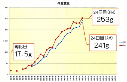 ｶﾜｾﾐﾋﾅ１ (6).jpg