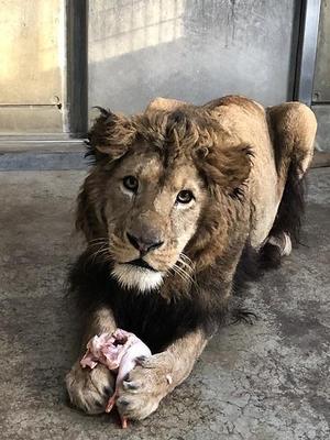 ライオンの リアン について 動物たちのおはなし 公園だより 到津の森公園