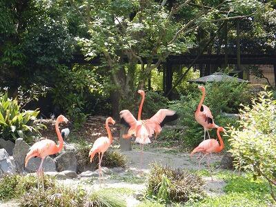 バードケージに鳥たちが戻りました！｜動物たちのおはなし｜公園だより