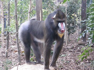 130328マンドリルのお化粧④.jpg