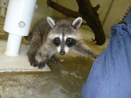 20101009アライグマ②.JPG