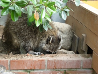 2011.6.5ユウばあちゃん復活②.JPG