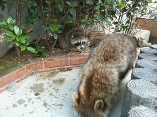 2011.6.5ユウばあちゃん復活⑥.JPG