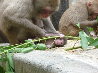 2011.6.6子ザル情報⑪.JPG