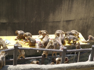 20110410szk⑭.JPG