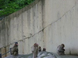 20110701ヤマモモの季節到来 ⑤.JPG