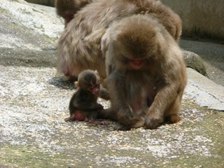 20110701続・子ザル情報①.JPG