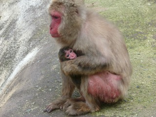 続 子ザル情報 動物たちのおはなし 公園だより 到津の森公園