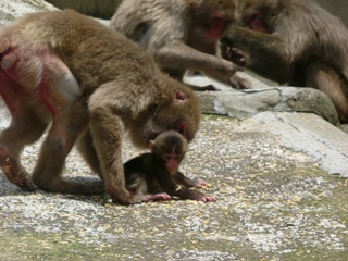 20110701続・子ザル情報⑤.JPG