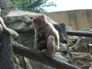 20110701続・子ザル情報⑨.JPG