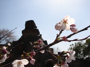 20120404春①.JPG