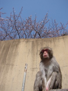 20120404春②.JPG