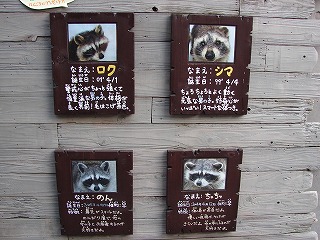 20120405アライグマ誕生日②.jpg