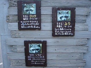 20120405アライグマ誕生日③.jpg