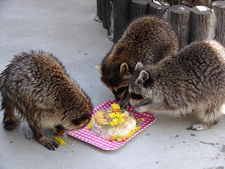 20120405アライグマ誕生日⑤.jpg