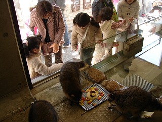 20120405アライグマ誕生日⑥.jpg