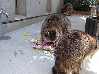 20120405アライグマ誕生日⑦.jpg