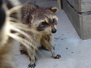 20120405アライグマ誕生日⑧.jpg