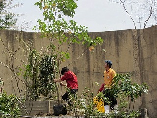 20120416サル山植樹①.jpg