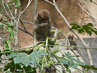 20120416サル山植樹⑥.jpg