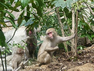 20120416サル山植樹⑦.jpg