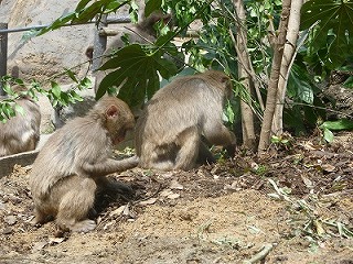 20120416サル山植樹⑧.jpg