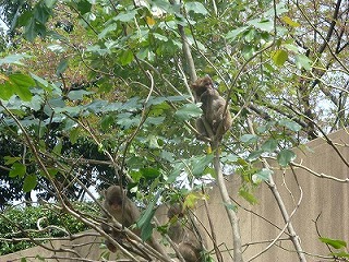 20120416サル山植樹⑨.jpg