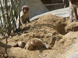 20120416サル山植樹⑩.jpg