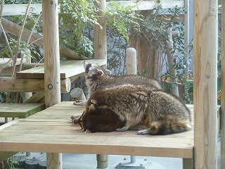 20120423アライグマ①.jpg