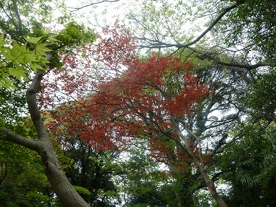 20120425食べ比べ②.jpg