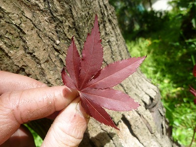 20120425食べ比べ⑧.jpg