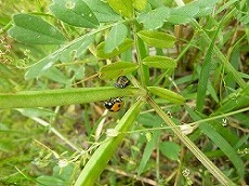 20120509おやつ⑤.jpg