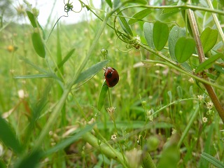 20120509おやつ⑦.jpg