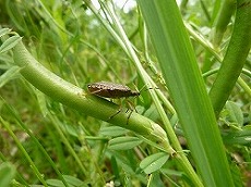 20120509おやつ⑩.jpg