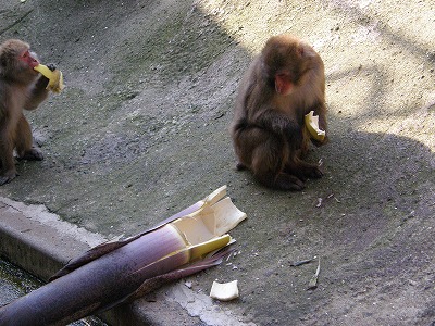 20120509たけのこ⑩.jpg