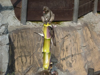 20120509たけのこ⑭.jpg