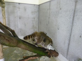 20120510アライグマ⑥.jpg