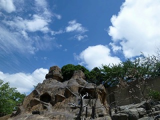 20120721ニホンザル①.jpg