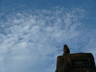 20120721ニホンザル②.jpg