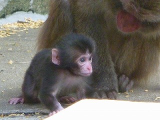 20120721ニホンザル⑧.jpg