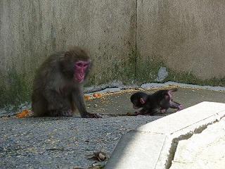 20120721ニホンザル⑨.jpg