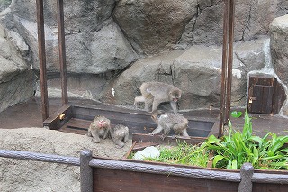 20121228サル山温泉⑤.jpg