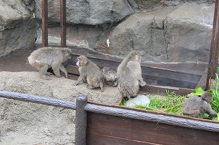 20121228サル山温泉⑥.jpg