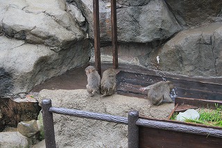 20121228サル山温泉⑦.jpg