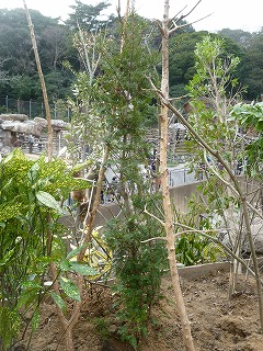 20130101緑化１－６.jpg