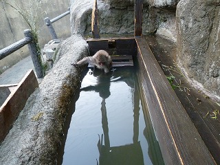 20130308サル⑧.jpg